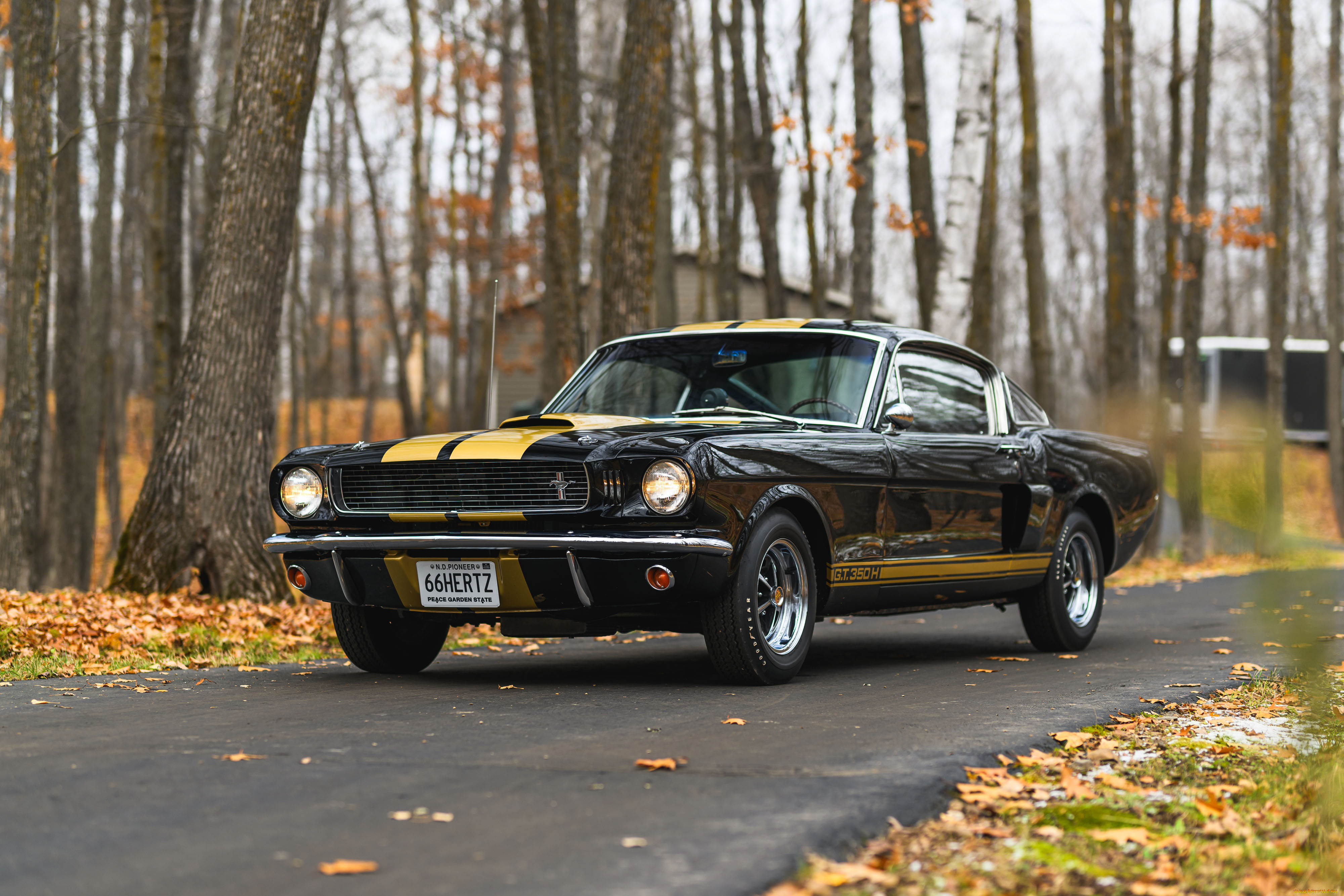 , mustang
